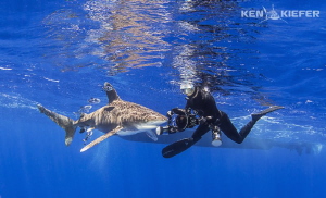 Oceanic Whitetip checks out her reflection in a dome port... by Ken Kiefer 